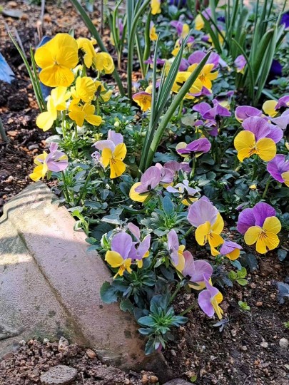 4月の庭/ビオラ 原種チューリップ