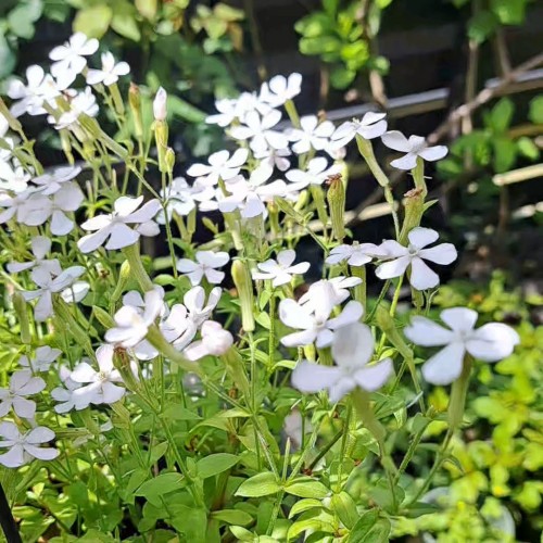 シレネ・ホワイトパンサー