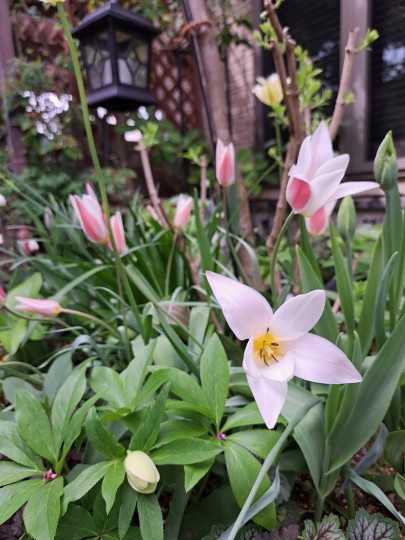 原種系チューリップ・レディージェ－ン