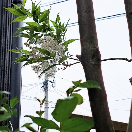 花木/アオダモの花