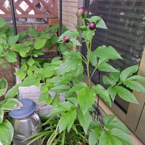 芍薬