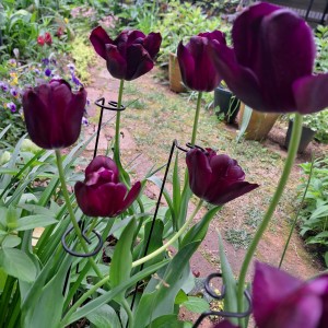 チューリップ・クインオブナイト