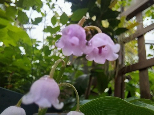 ドイツすずらん・ピンク花