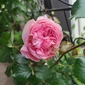 バラ・ピエール・ド・ロンサール