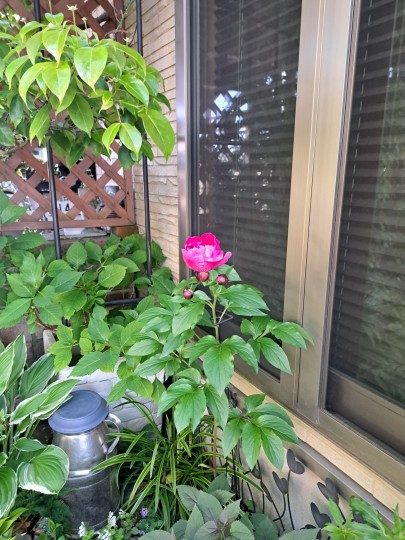 芍薬