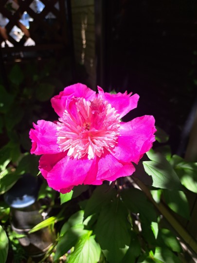 芍薬