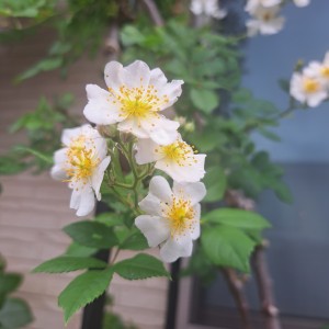 ノイバラ