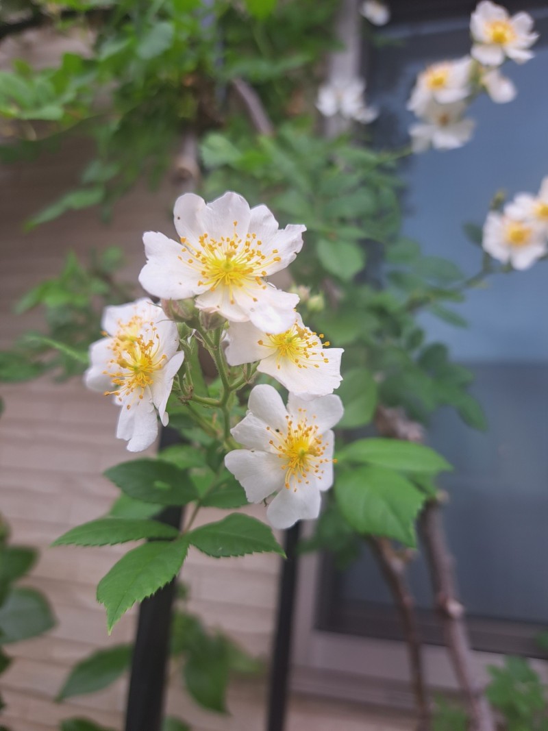 ノイバラ