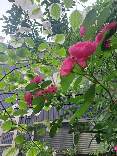 アンジェラ