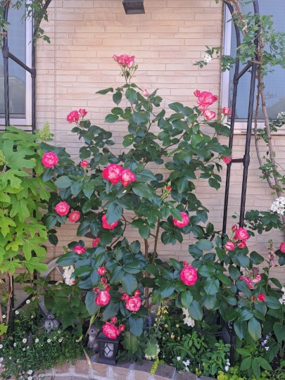 フロント花壇/名無しの薔薇