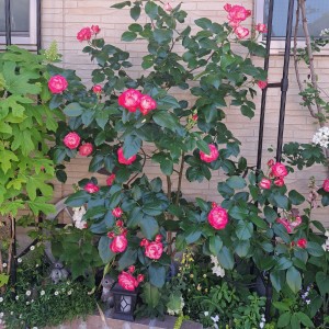 名無しの薔薇/アイキャッチ