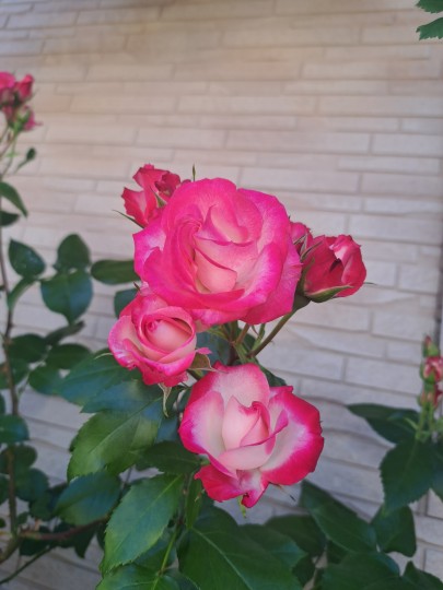 フロント花壇/名無し薔薇