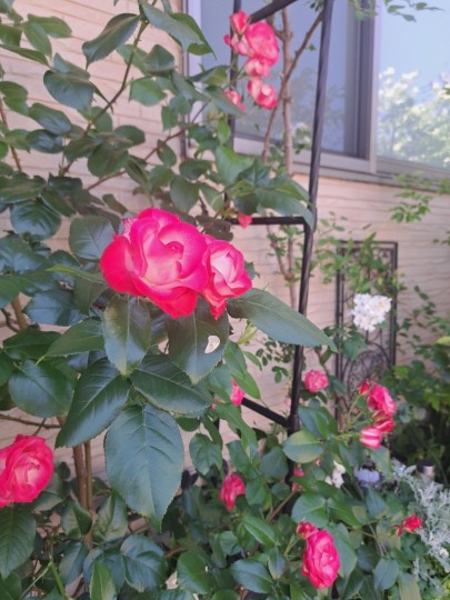 フロント花壇/名無しの薔薇
