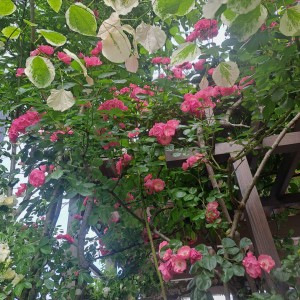 つるバラ・アンジェラ