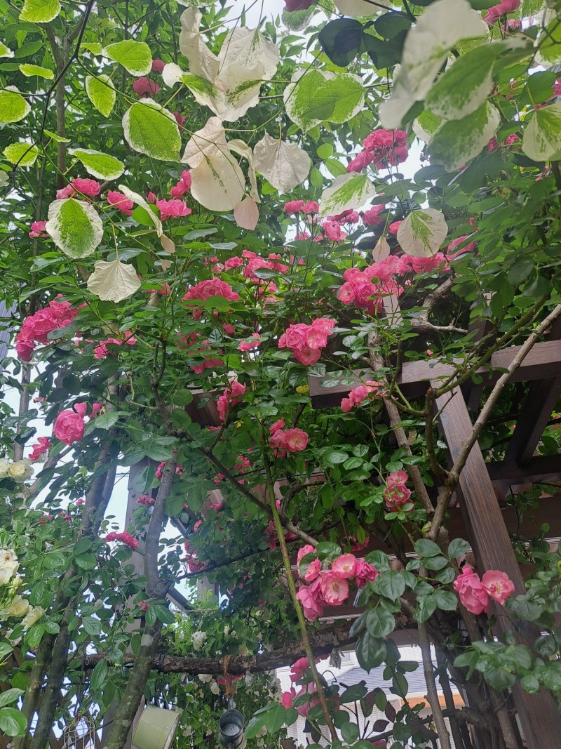 つるバラ・アンジェラ