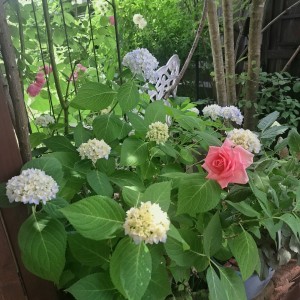 四季咲き紫陽花・霧島の恵み/ミニバラ・ノバ