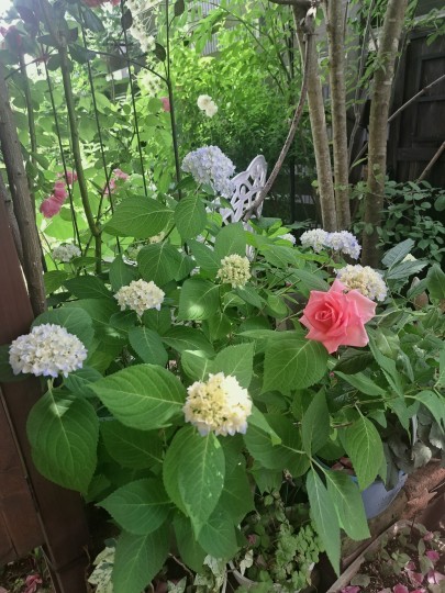 四季咲き紫陽花・霧島の恵み/ミニバラ・ノバ