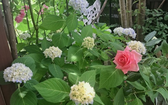 四季咲き紫陽花・霧島の恵み/ミニバラ・ノバ