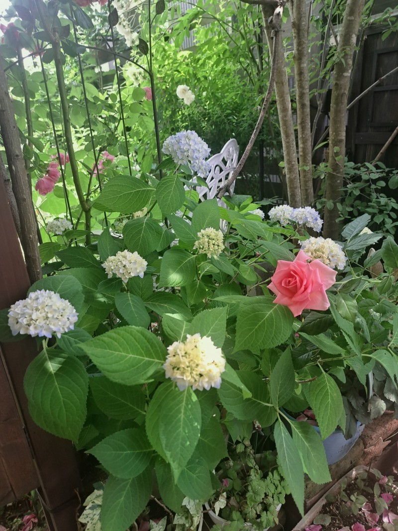 四季咲き紫陽花・霧島の恵み/ミニバラ・ノバ