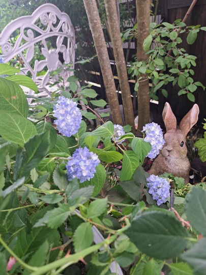 四季咲き紫陽花・霧島の恵み