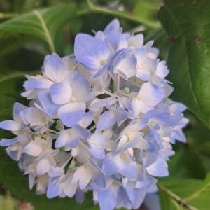 四季咲き紫陽花・霧島の恵み
