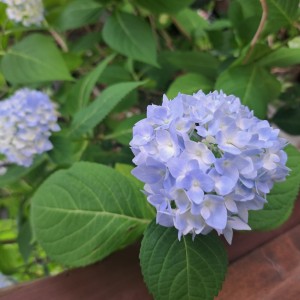 四季咲き紫陽花・霧島の恵み