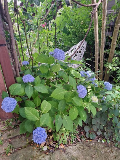 四季咲き紫陽花・霧島の恵み