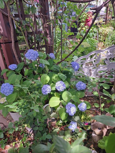 四季咲き紫陽花霧・島の恵み