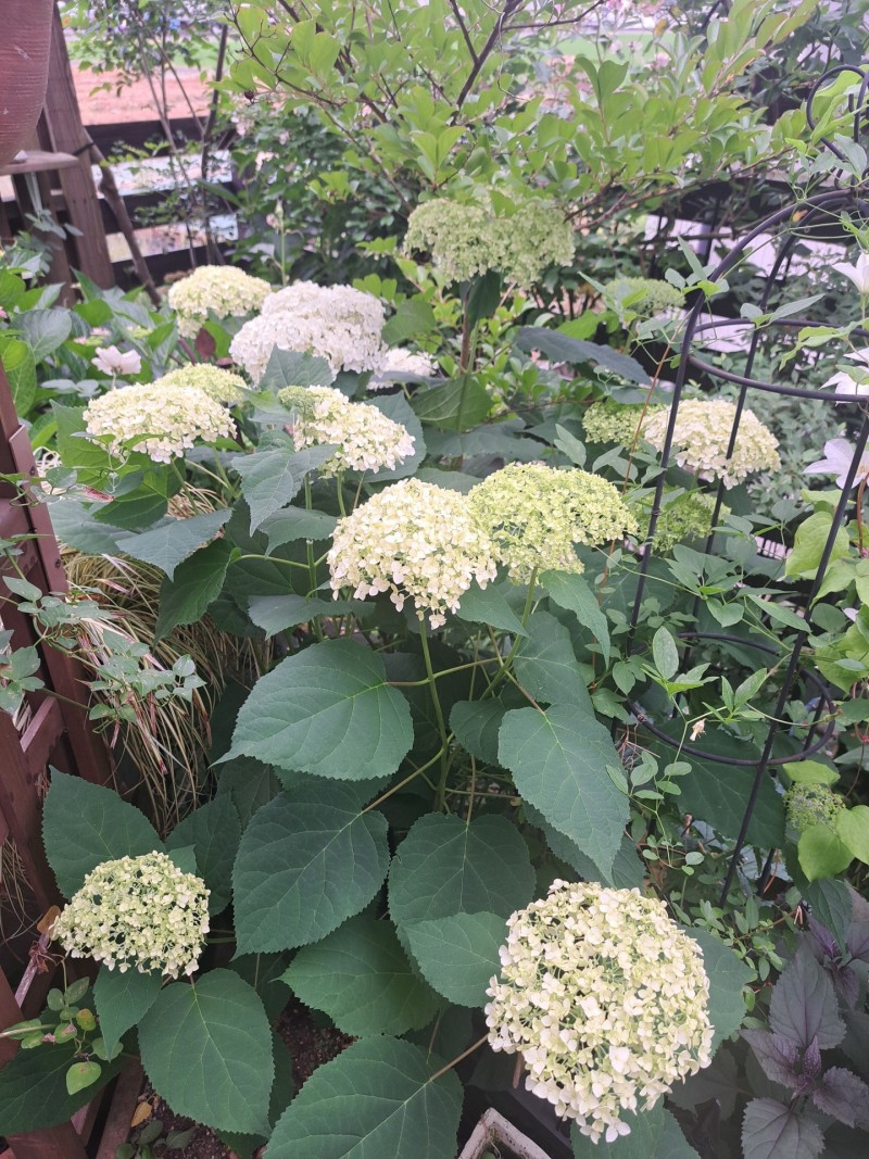 アナベル