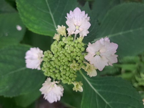 加茂交配紫陽花・初恋
