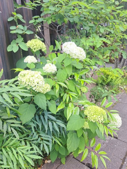 紫陽花・アナベル