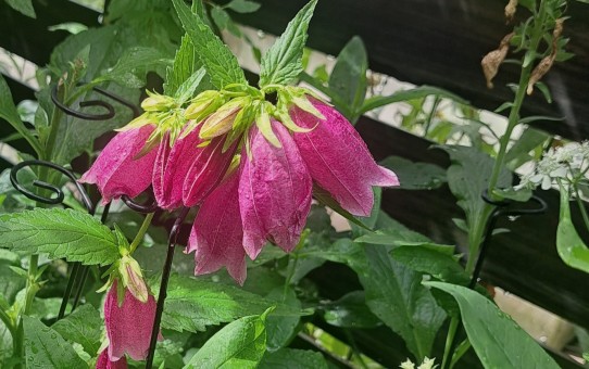 ホタルブクロ・赤紫