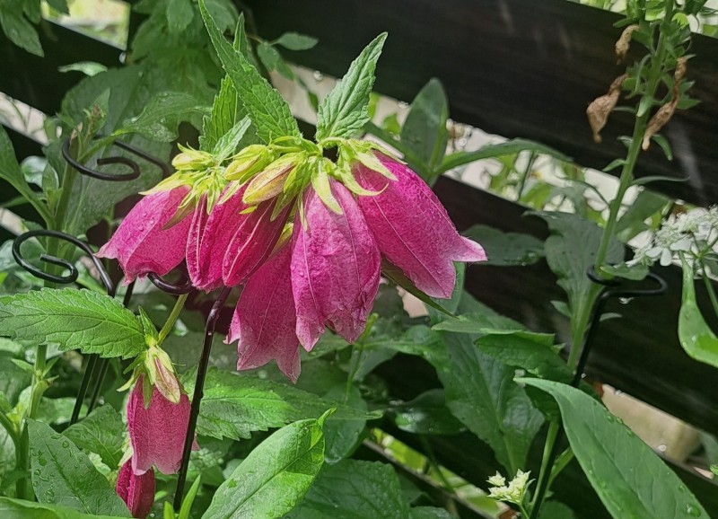 ホタルブクロ・赤紫