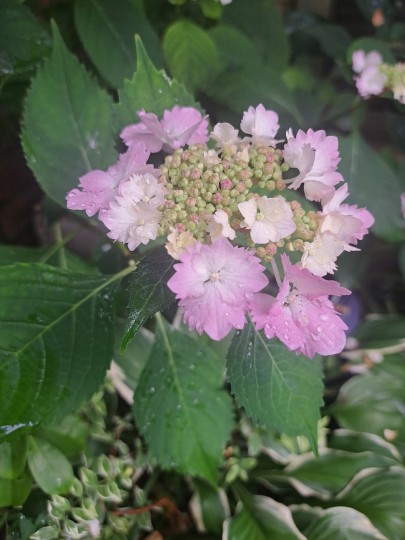加茂交配紫陽花・初恋