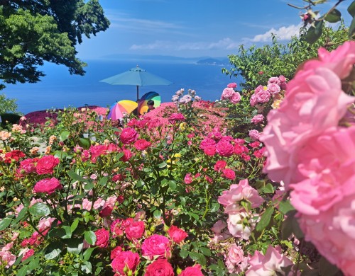 レインボーライン山頂公園バラ園