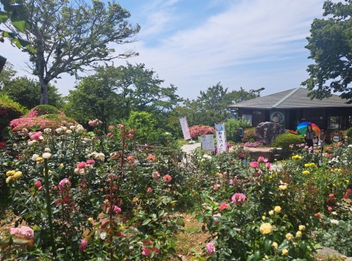 レインボーライン山頂公園バラ園