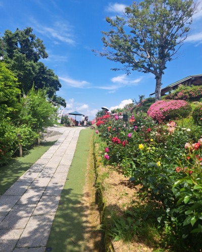 レインボーライン山頂公園バラ園