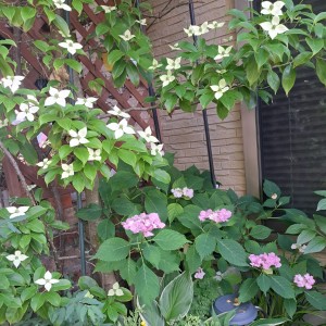 加茂交配紫陽花・初恋