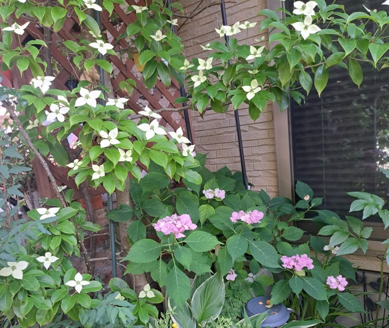 加茂交配紫陽花・初恋　アイキャッチ