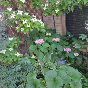 和室前/加茂交配紫陽花・初恋