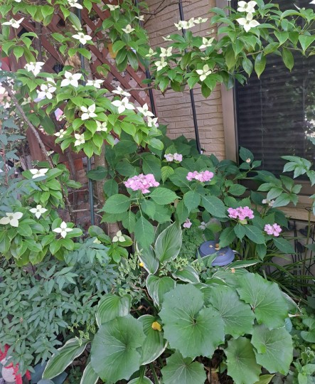 和室前/加茂交配紫陽花・初恋