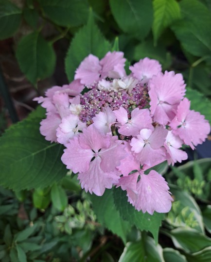 加茂交配紫陽花・初恋