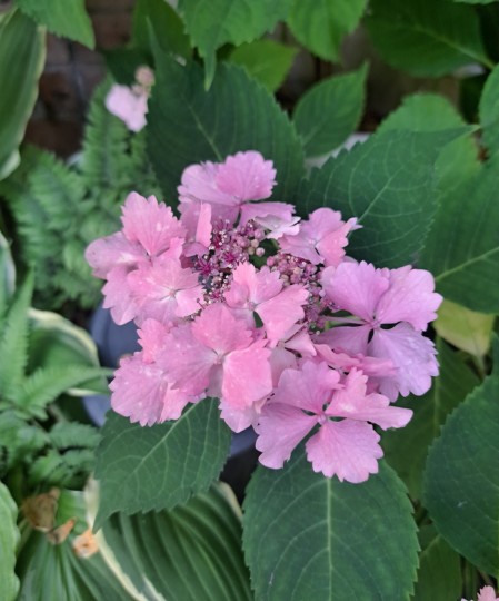 加茂交配紫陽花・初恋