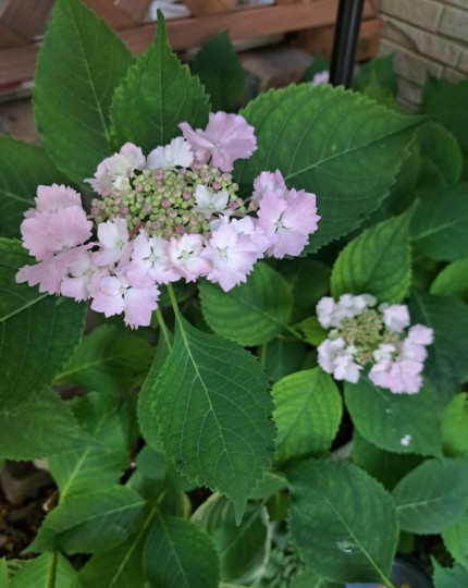 加茂交配紫陽花・初恋