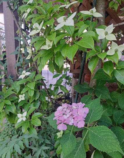 加茂交配紫陽花・初恋