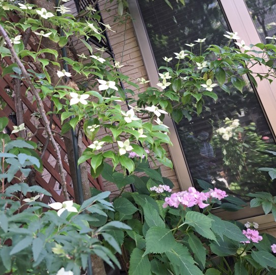 加茂交配紫陽花・初恋