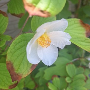 ヒメシャラ