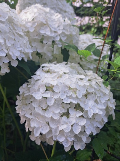 紫陽花・アナベル