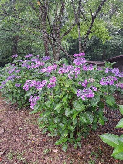 紫陽花