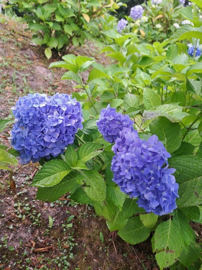 万葉の里味真野苑/紫陽花